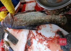 手工鱼圆的做法图解1