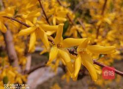 黑豆红枣连翘花的做法图解2