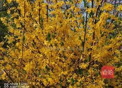 黑豆红枣连翘花的做法图解1