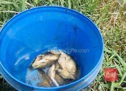 香葱鲫鱼汤的做法图解1