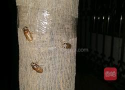 香辣油炸干煸知了猴的做法图解1