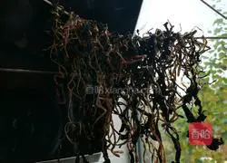 Illustration of homemade prunes 11