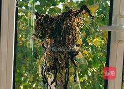 自制梅干菜的做法图解12