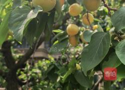 杏干小零食的做法图解1