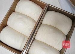 白吐司(波兰种)最适合做三明治的吐司的做法图解16