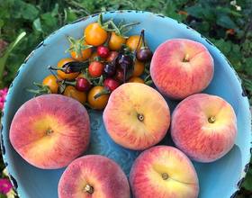 據說你們都對我的院子感興趣