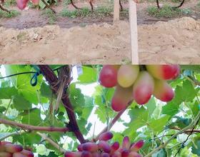 好誘人的葡萄????