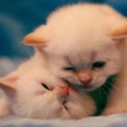 永賀超級(jí)甜ILRZ