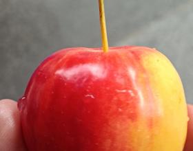 好久沒來了，在吃貨的世界里，美食怎可辜負也！