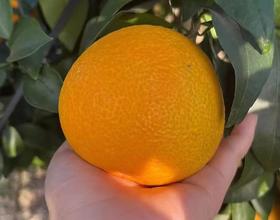 橙子🍊[图]