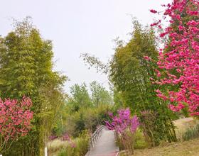 春天的美景无处不在，它在花丛中，在小河边，在田野里，在城市的一角。[图]