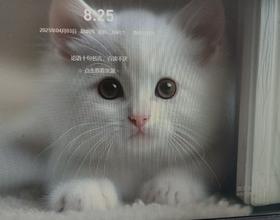 白色更可爱[图]