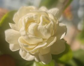 铭喜虎头茉莉开花了[图]