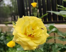 月季花[图]