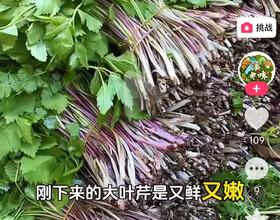 让我形容大叶芹长的什么样子，我还难以用语言表达，立刻在网上搜了搜，就是这呀✌🏻[图]