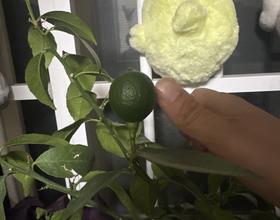 大柠檬🍋[图]