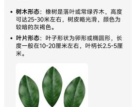 小姐姐要了解滴“玻璃叶”，那是我们东北柞树的树叶。[图]
