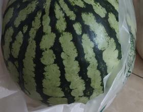 新鲜西瓜[图]