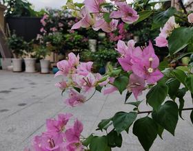 广红樱[图]