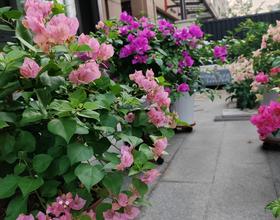 一起来看花[图]