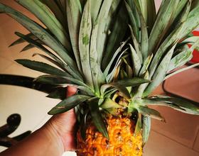 双头菠萝🍍[图]