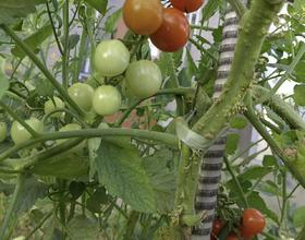 小番茄🍅[图]