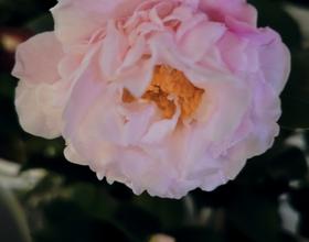 先前買的花終于開了