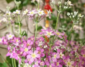 这是樱花🌸[图]