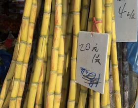 甘蔗[图]