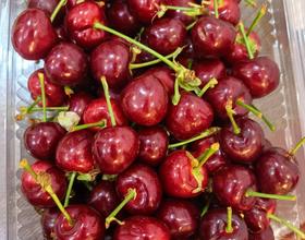 大樱桃[图]