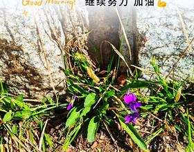 【友友们早上好】[图]