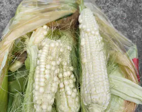 这玉米咋回事[图]