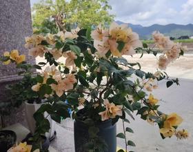 🌸🌹🌷🌺[图]