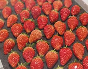 🍓🍓🍓🍓[图]