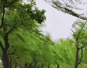 微风拂杨！[图]