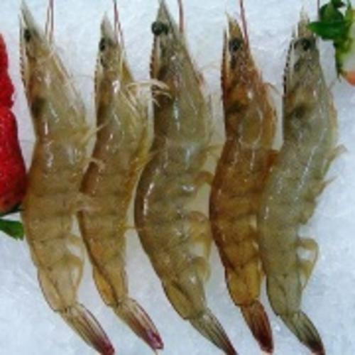 明虾[图]