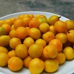白杏[图]
