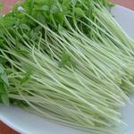 芽菜[图]