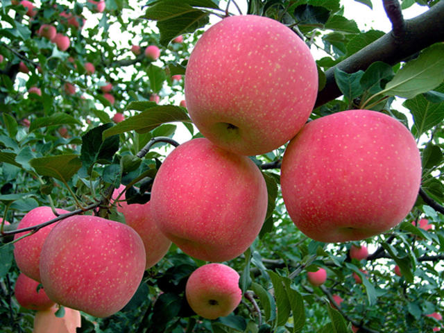 耀州红富士苹果