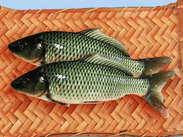 郑州黄河鲤鱼