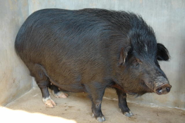 高黎贡山猪