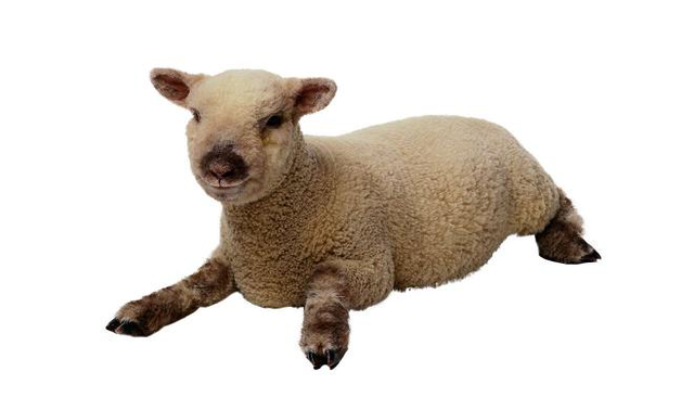戈壁羊